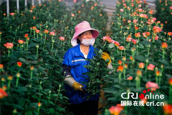 拼多多的“花花世界”:“农地云拼”助花农增收,让购花更实惠_fororder_2