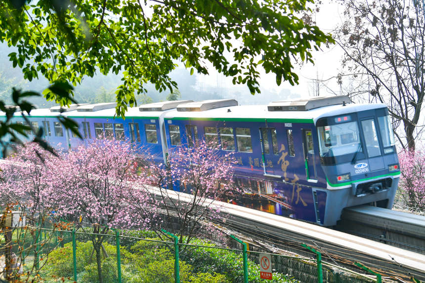 【城市远洋带图】春意盎然 重庆轨道列车穿行花海