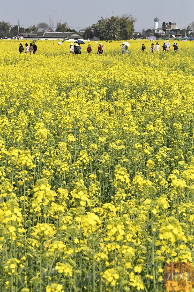 （中首）四川广汉：万亩“软黄金”包围新村美