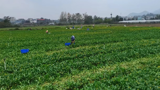 湖南嘉禾县湘江源蔬菜基地全力保障供粤港澳大湾区蔬菜稳定