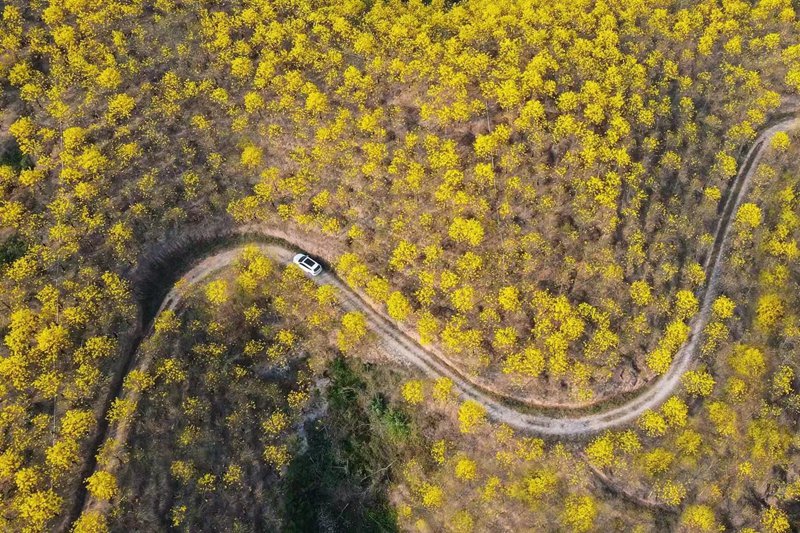 肇庆高要金龙湖800亩黄花风铃惊艳绽放_fororder_4