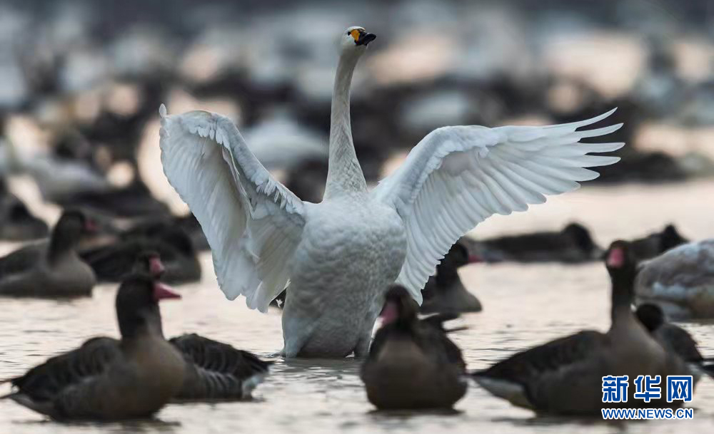 湖北龙感湖擦亮“候鸟天堂”名片 湖北龙感湖擦亮“候鸟天堂”名片