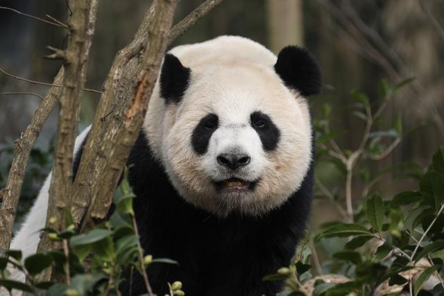 Chengdu: Dujiangyan Panda Valley's "Huigui Delivery Room" Officially Opened to the Public_fororder_3