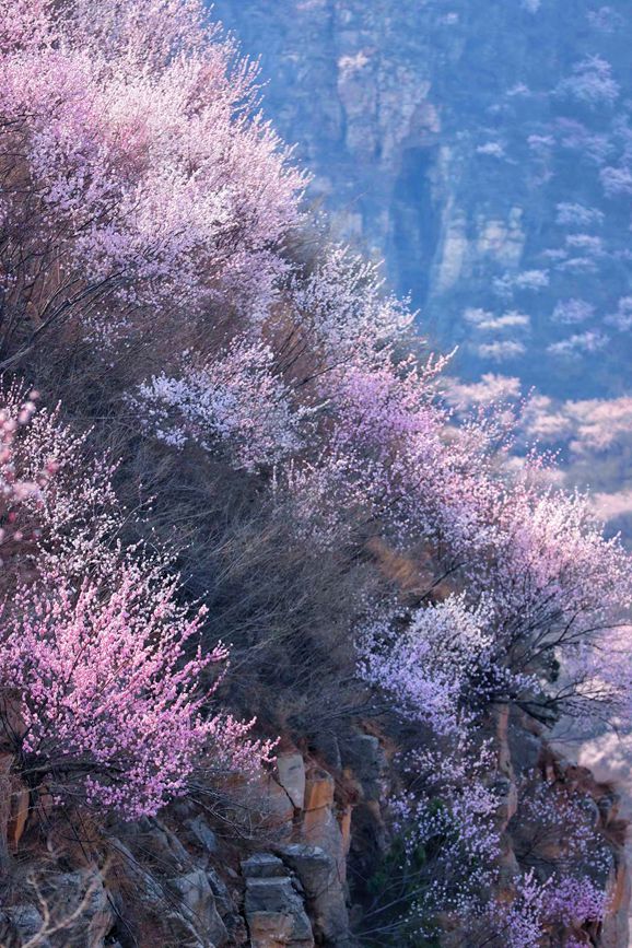 三门峡陕州：山桃花开妆点十里山谷