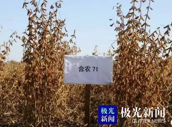 “稳粮增豆”龙江担当！中国大豆第一大省今年增种1000万亩