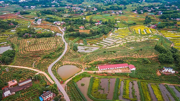 自贡沿滩:一颗小花椒 富民大产业_fororder_1永安镇刘山村的花椒基地