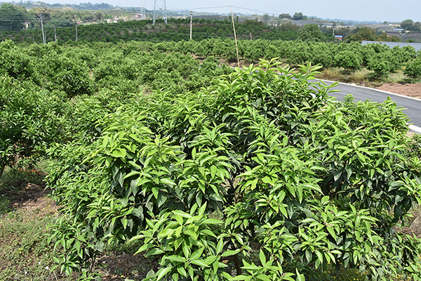 自贡荣县:8000万元兑现款细看这个企业的诚信与担当_fororder_1柑橘基地