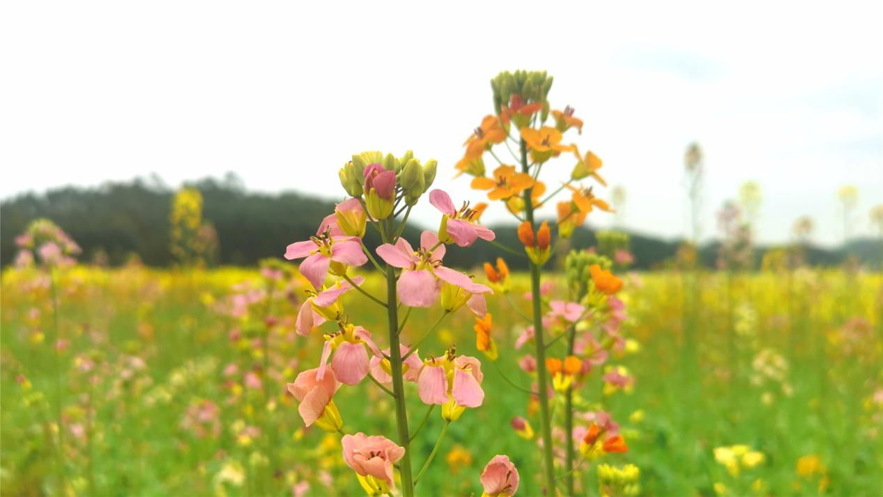 【B】【与春天撞个满怀 打卡最美春景】广西宾阳:多彩油菜花开引客来_fororder_图片 8