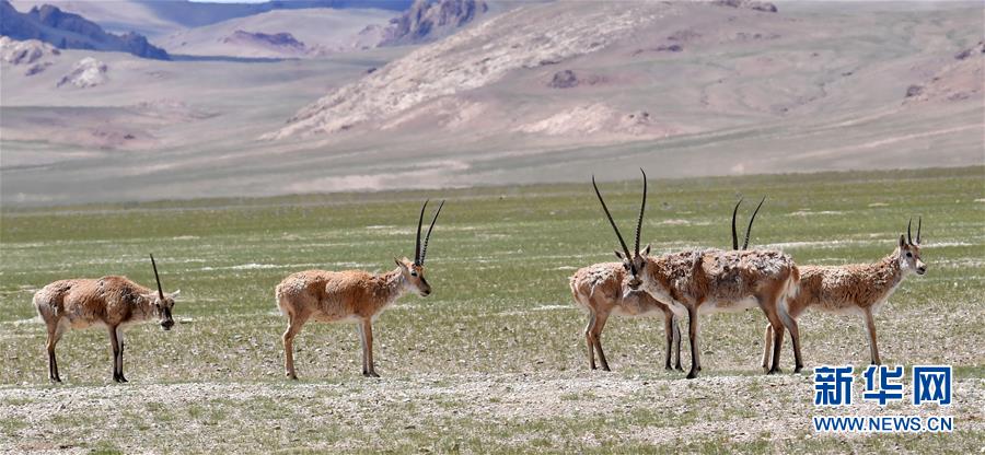 西藏羌塘风光美 西藏羌塘风光美