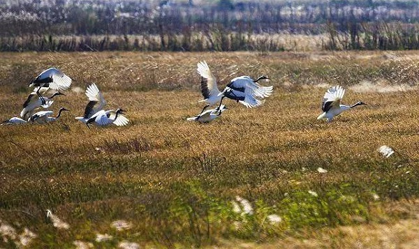 黑龙江挠力河国家级自然保护区与5个省级自然保护区发布“珍爱湿地”联合倡议