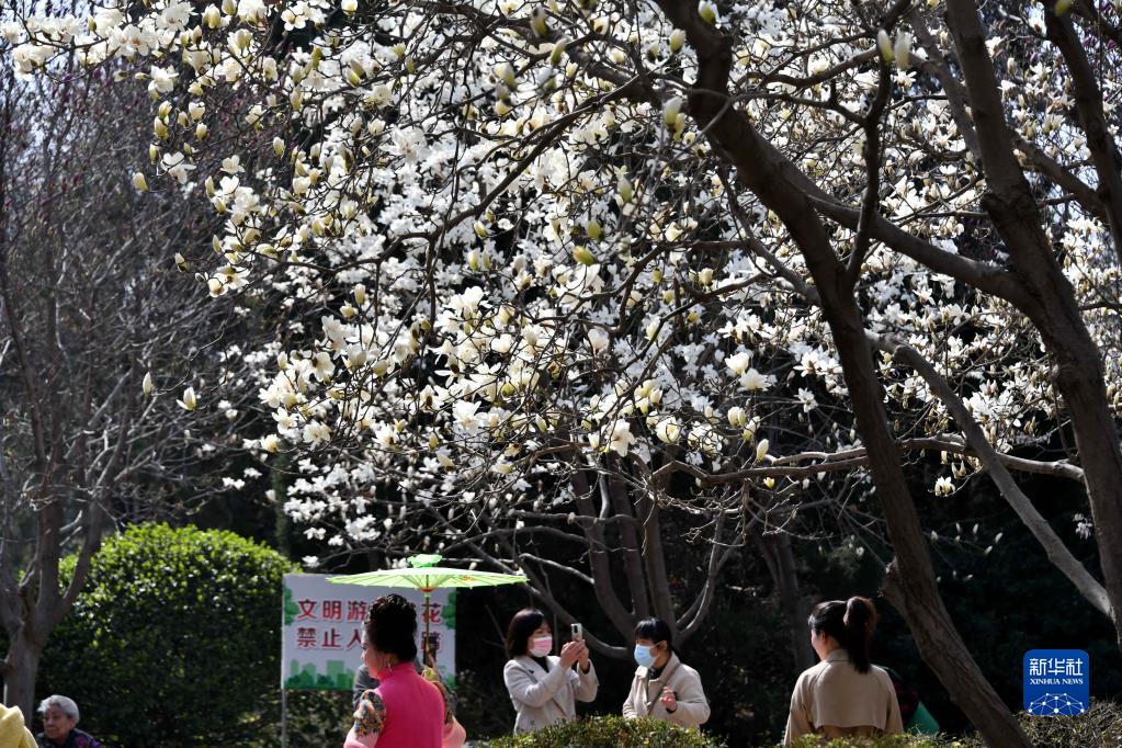 春暖泉城玉兰开 春暖泉城玉兰开