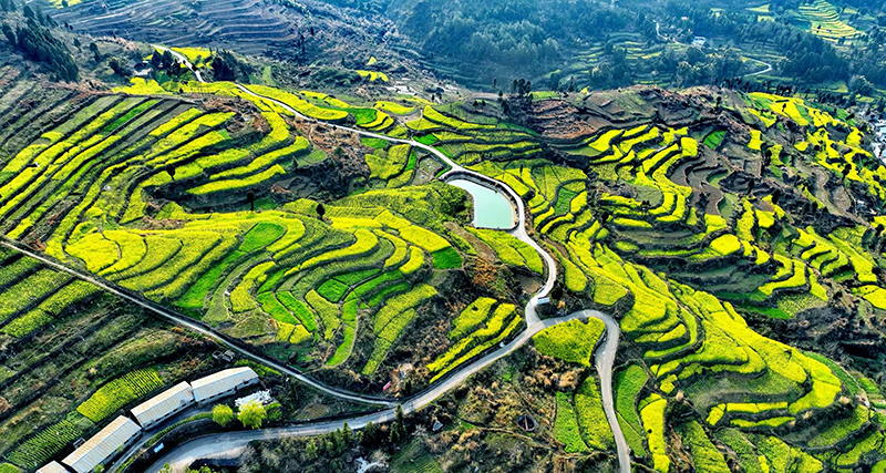 【与春天撞个满怀 打卡最美春景】广元:白龙江畔菜花黄 春醉山水花正灿_fororder_广元市利州区三堆镇油菜花梯田-陈平摄