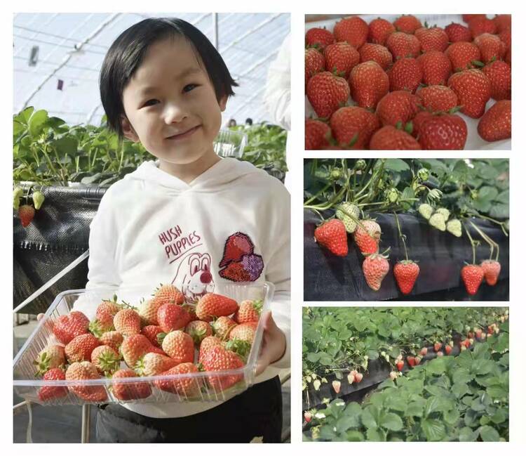 哈尔滨市呼兰区：构建草莓种植基地 映红乡村振兴路_fororder_微信图片_20220225201111