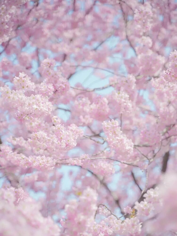 “真的想邀请总书记来看一下武汉的樱花”_fororder_14