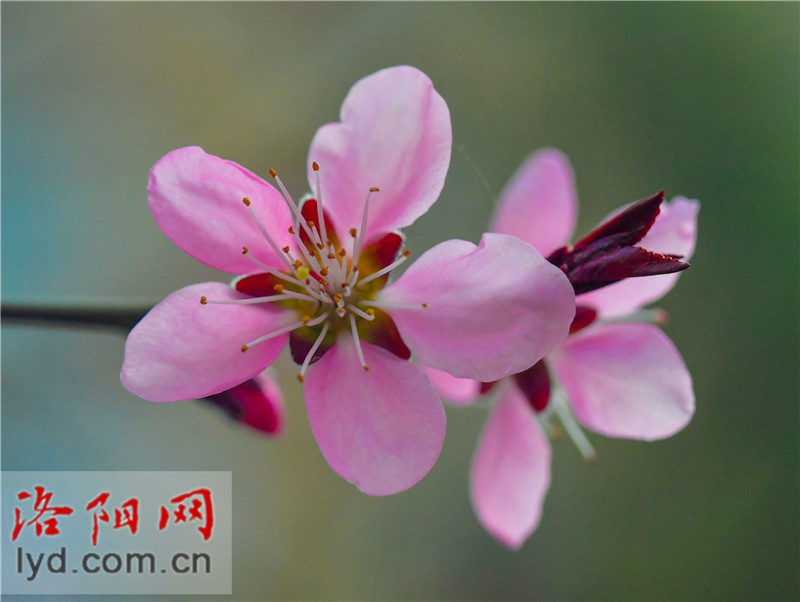 Spring Blossoms Decorate Luoyang City with Various Colors_fororder_图片6