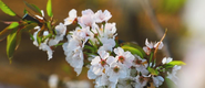 【與春天撞個滿懷 打卡最美春景】陜西白水：櫻桃花開春滿園