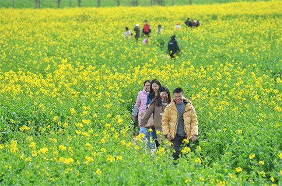 重庆南岸：广阳岛油菜花开美如画