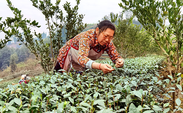 我在乡村挺好的|宜宾南溪区:“坡改梯”助力村民走上致富路_fororder_赵吉琼在采摘刚出芽的春茶-摄影-高学兵