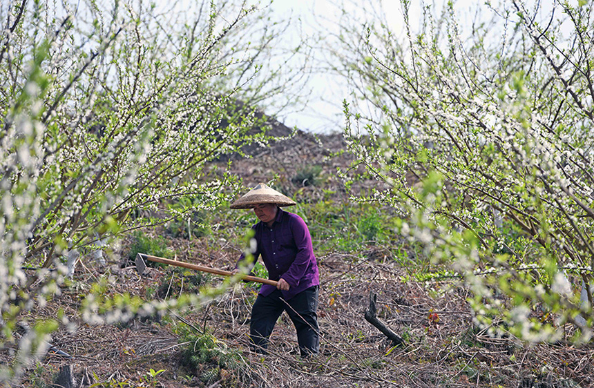 广西龙胜:春来“花事”忙