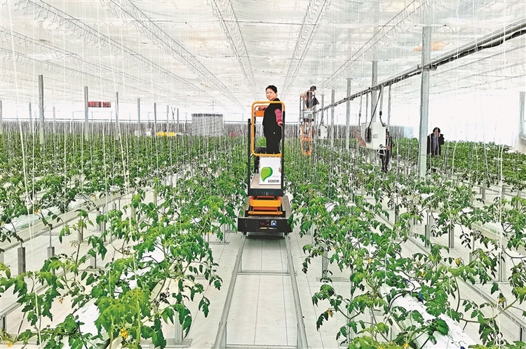 数字化果蔬工厂占“鲜”机 探访双鸭山市现代高科技农业种植示范园区