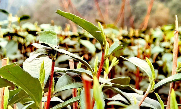 我在乡村挺好的|宜宾南溪区:“坡改梯”助力村民走上致富路_fororder_茶树吐嫩芽-摄影-高学兵