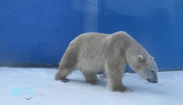 “卖萌”北极熊 冰城戏春雪