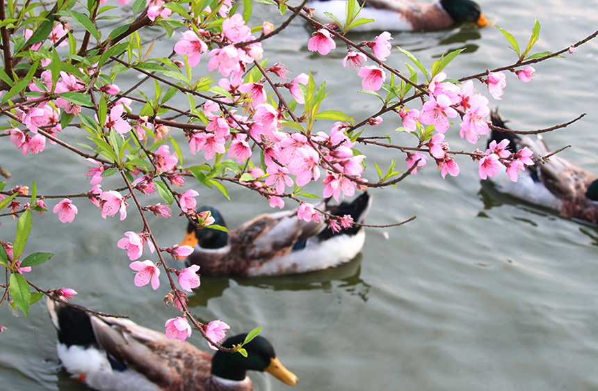 广西横州：桃花树下春水暖
