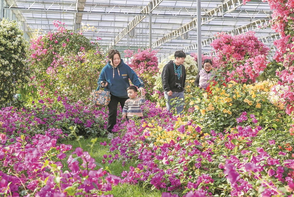 黄山歙县：梅花绽放醉游人