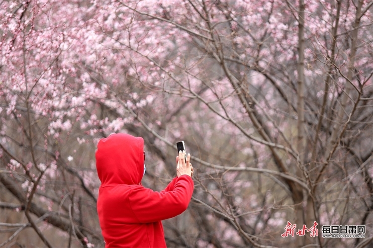 【平凉列表+文旅图文列表】平凉：灼灼桃花开 四方游客来