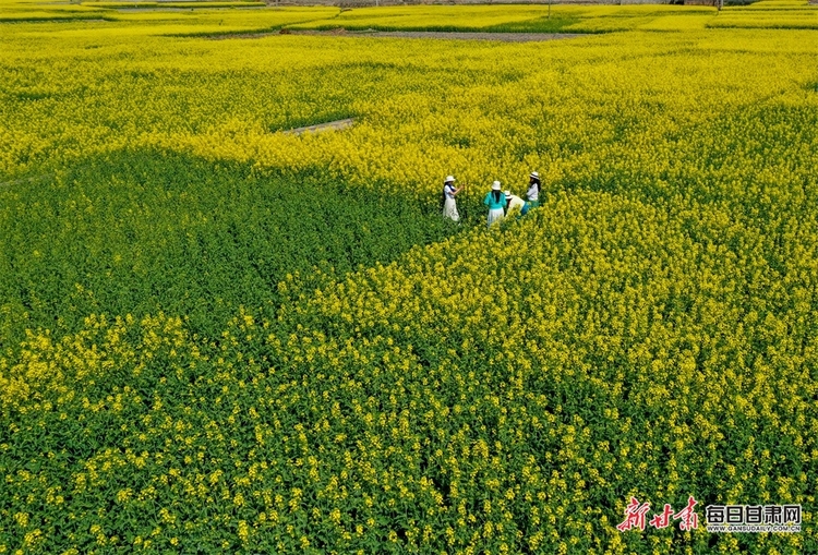 白龙江畔油菜花竞相绽放田畴沃野像调色板一样