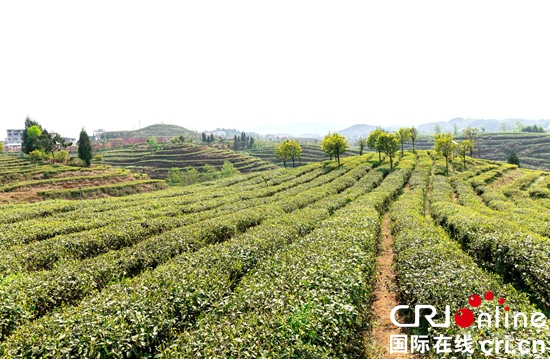 （原创）贵州水城： 着力发展茶叶产业 推进乡村振兴_fororder_水城1