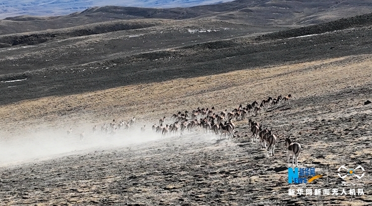 【“飞阅”中国】两百余只藏野驴现身祁连山下