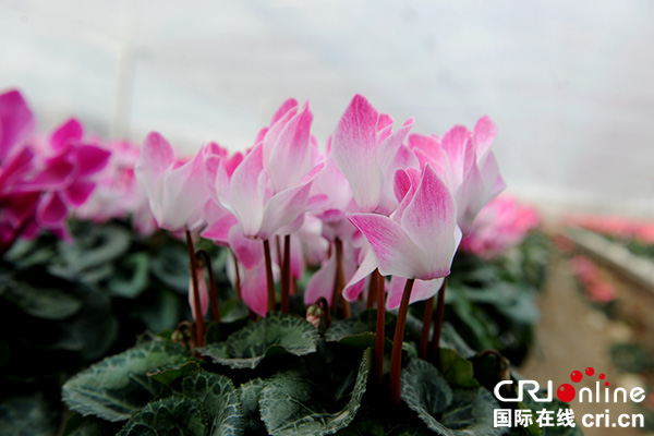 图片默认标题_fororder_汉源流沙河畔仙客来美丽绽放（汉源县委宣传部-供图）-(2)