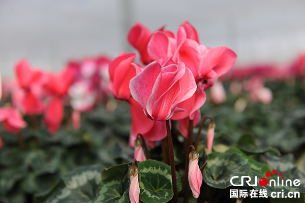 图片默认标题_fororder_汉源流沙河畔仙客来美丽绽放（汉源县委宣传部-供图）-(1)