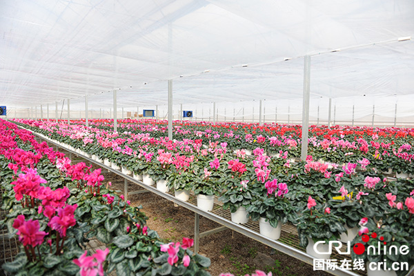 图片默认标题_fororder_汉源流沙河畔仙客来美丽绽放（汉源县委宣传部-供图）-(4)