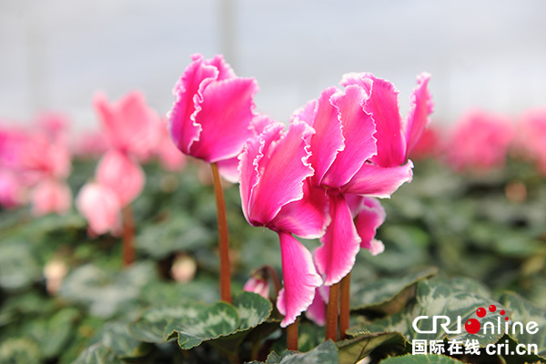 图片默认标题_fororder_汉源流沙河畔仙客来美丽绽放（汉源县委宣传部-供图）-(6)