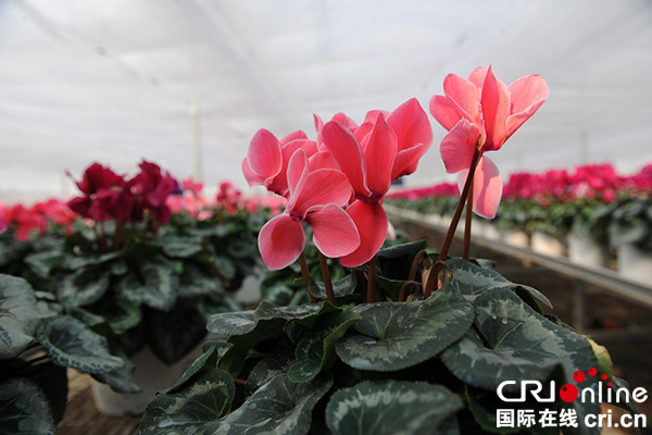 图片默认标题_fororder_汉源流沙河畔仙客来美丽绽放（汉源县委宣传部-供图）-(3)