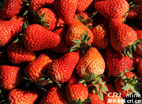 图片默认标题_fororder_汉源冬草莓（汉源县委宣传部-供图）-(4)