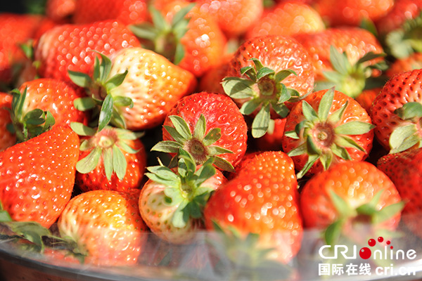 图片默认标题_fororder_汉源冬草莓（汉源县委宣传部-供图）-(3)