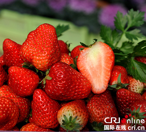 图片默认标题_fororder_汉源冬草莓（汉源县委宣传部-供图）-(2)