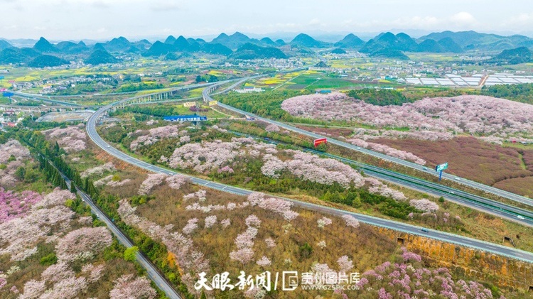 （中首）“最美公路” 沪昆高速清镇至平坝段樱花盛开