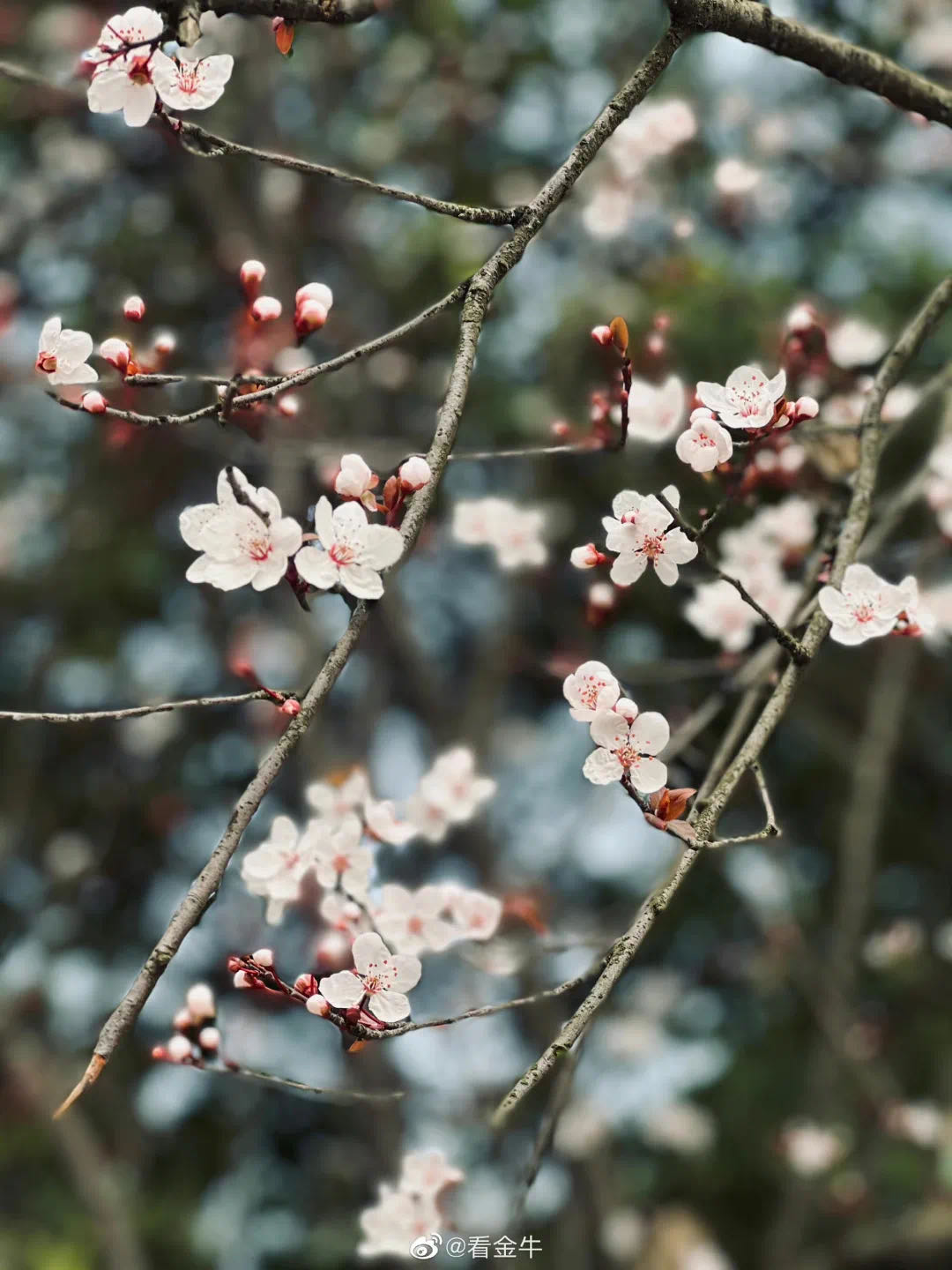 (转载)首次!成都发布公园城市花粉指数