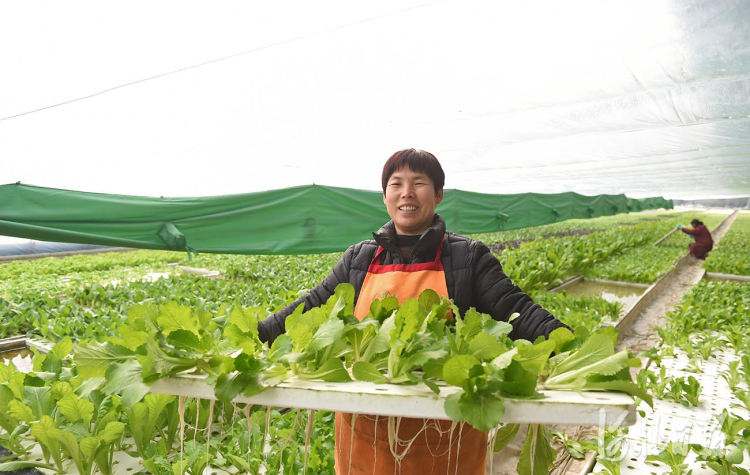 河北南和：高效农业助力乡村振兴