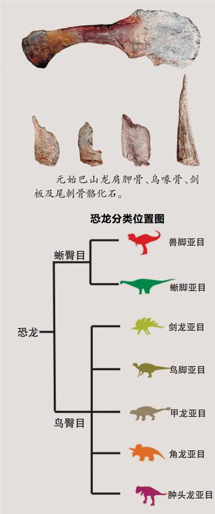【城市远洋】重庆云阳发现亚洲最古老剑龙化石