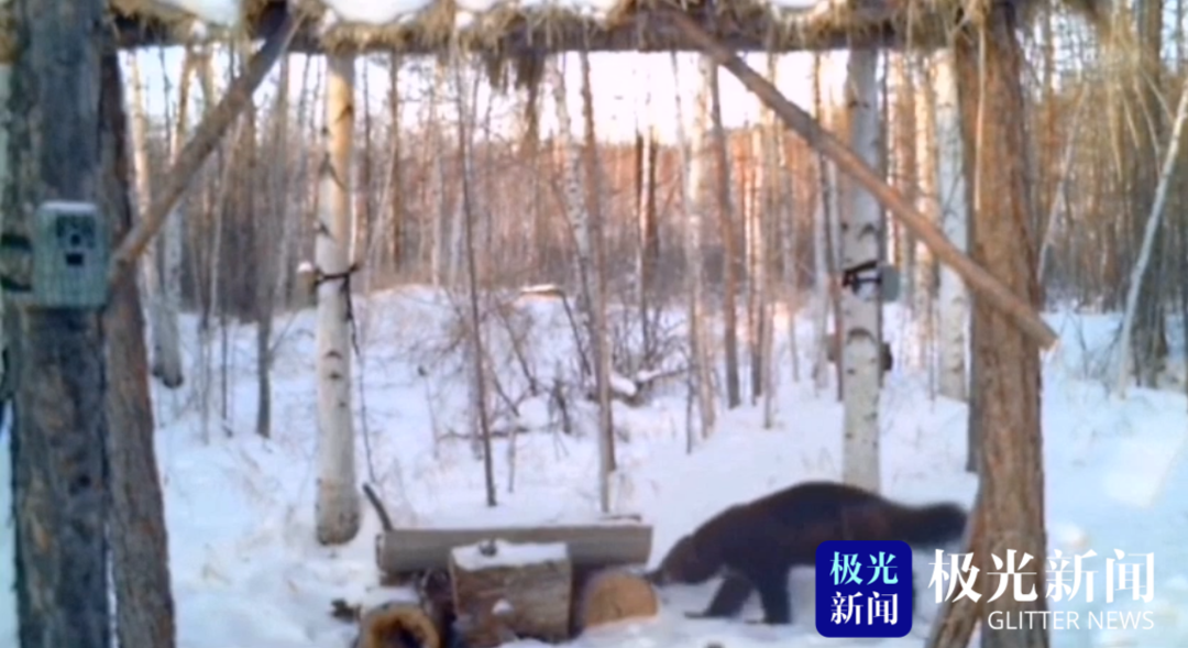 漠河:动物界的“金刚狼” 雪中上演功夫片