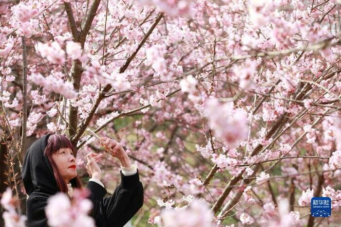 강소시민들 답청과 꽃 구경 삼매경 강소시민들 답청과 꽃 구경 삼매경_fororder_rBABCWIlXdGABZACAAAAAAAAAAA640.1023x682.750x500