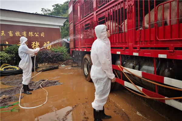 【B】武汉海关克服特大暴雨灾害影响保障活猪安全供港