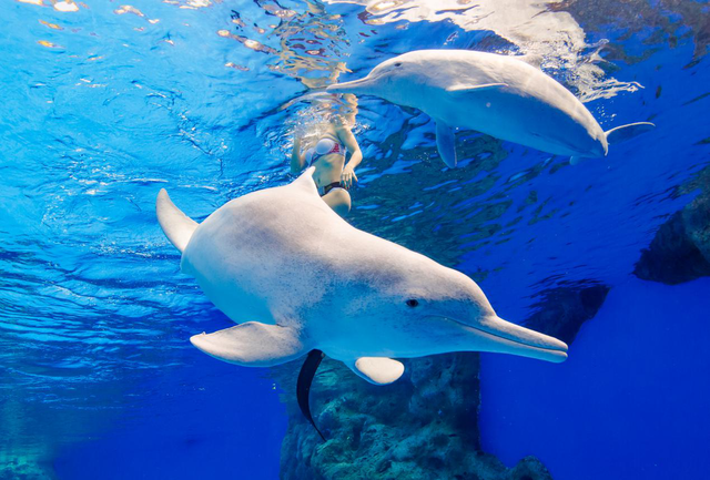 珠海长隆海洋王国糙齿海豚援助三周年