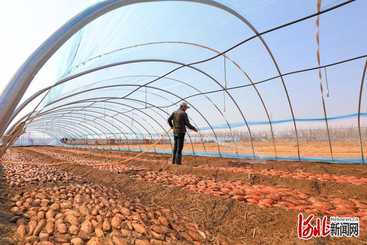 河北滦南：甘薯种植助农增收