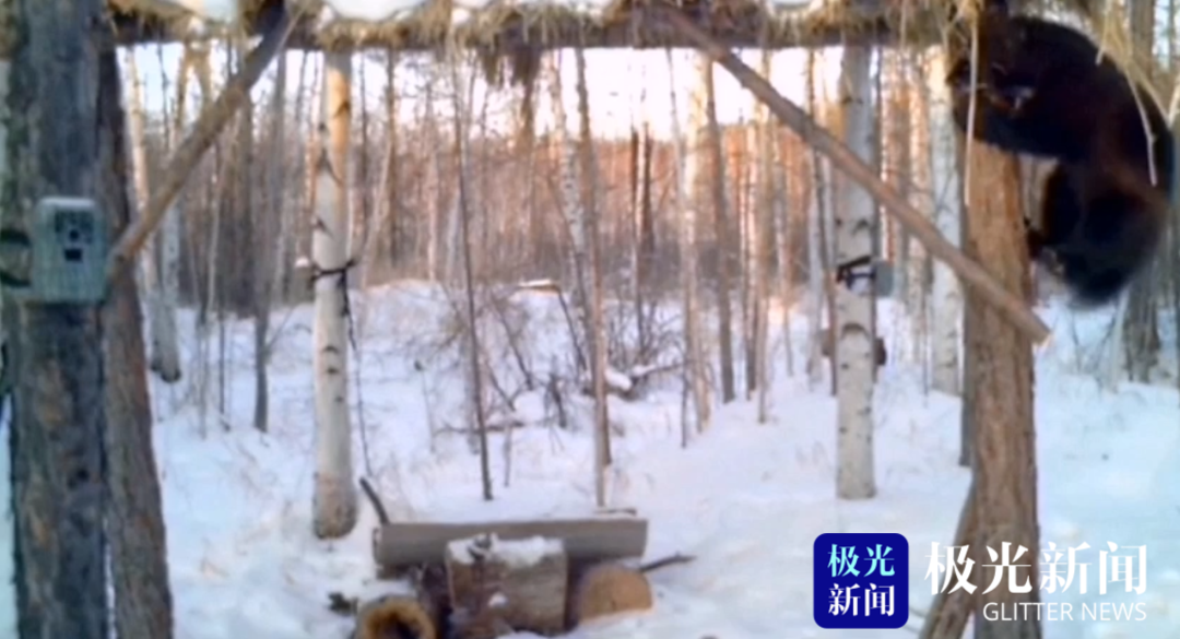 漠河:动物界的“金刚狼” 雪中上演功夫片